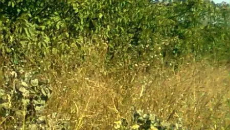 Гробището в Басарбово се превърна в джунгла