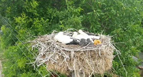 Паднало от гнездото щъркелче спасено от екип на Електроразпределение Север