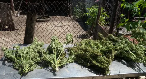 Наркодилър хванат с канабис за 200 000 лева