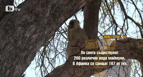 Маймуни разрушават лагера на участниците в „Африка: звездите сигурно са полудели!” /галерия/ Маймуни разрушават лагера на участниците в „Африка: звездите сигурно са полудели!” /галерия/