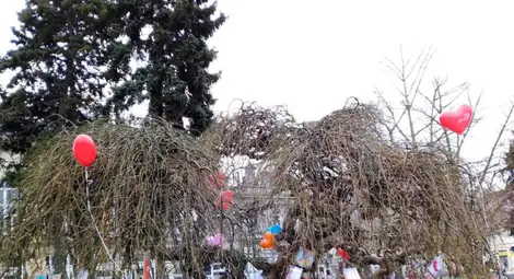 „Дунавско сияние“ пак подготвя Дървото на влюбените в центъра на Русе „Дунавско сияние“ пак подготвя Дървото на влюбените в центъра на Русе