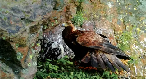 Екомузеят открива изложба &bdquo;Поглед към гнездото на скалния орел&ldquo;