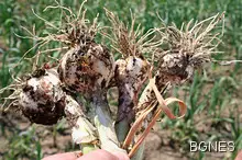 Ресторант предлага ястия само с чесън 