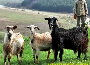 11 кози отровени от нощен отмъстител