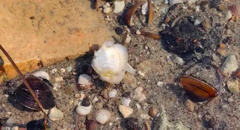 Мъртви мекотели изплуваха в Дунав заради нагрятата до горещо вода