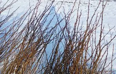 Държавен горски разсадник Вардим - &bdquo;зеленото сърце на Дунав&ldquo;, произвежда десетки хиляди фиданки годишно