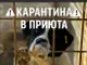 Общинският приют за безстопанствени кучета е поставен под карантина заради болестта гана