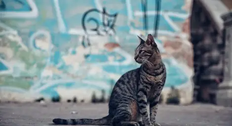Общински съветник иска програма  за намаляване на уличните котки