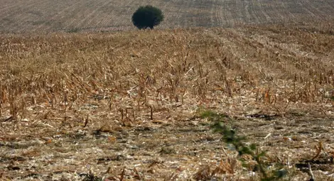 Земеделската земя в България поскъпва почти двойно за 5 г.