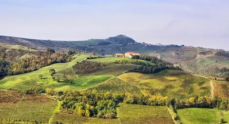 Вандали унищожиха в Италия 400 000 бутилки вино