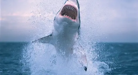 Огромна бяла акула нападна рибари в Персийския залив