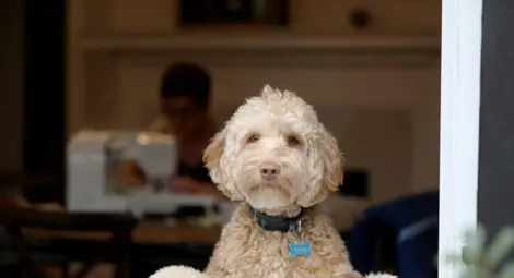 Кучетата разбират, когато получават комплименти