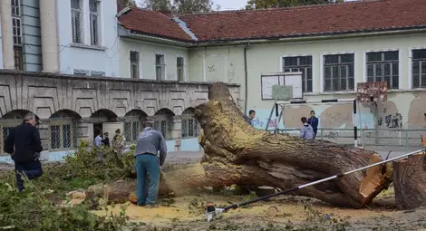 Работници отсякоха и нарязаха старата черница.  Снимка: Бисер ТОДОРОВ
