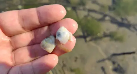 Мъртви мекотели изплуваха в Дунав заради нагрятата до горещо вода