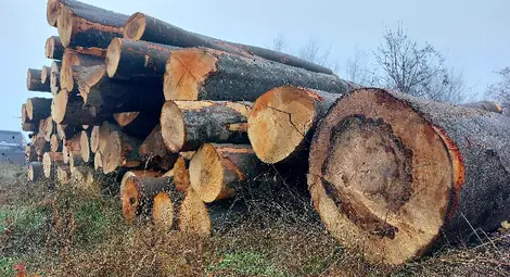 Близо 50 000 кубика дърва за огрев са предоставени на домакинства от областите Габрово, Велико Търново, Русе, Силистра и Разград от началото на годината