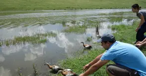 Биолог търси дарители на храна за защитения червен ангъч