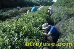 Масов бой на български берачи на боровинки в Швеция, шестима ранени и трима арестувани 