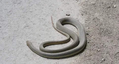 Змии изпълзяха от избуялите след дъждовете джунгли между блоковете