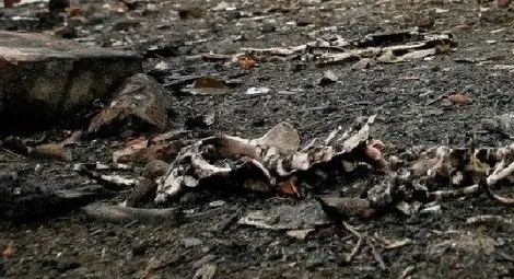 Чували с животински кости втрещиха селяните в Брягово