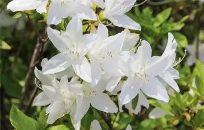 Виж кои цветя ни носят късмет, пари и любов