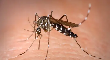 Два нови случая на западнонилска треска у нас Два нови случая на западнонилска треска у нас