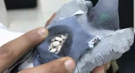 Заловиха гълъб-наркотрафикант в Кувейт 