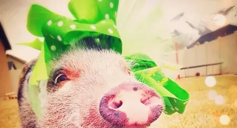 Най-стилното прасе е сензация в "Инстаграм"