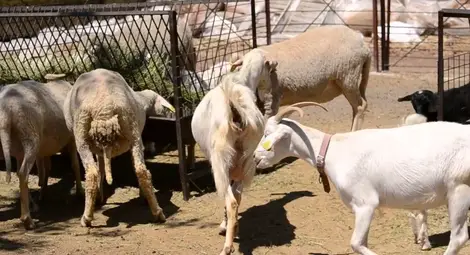 Стартира прием по мярката за  хуманно отношение към животни