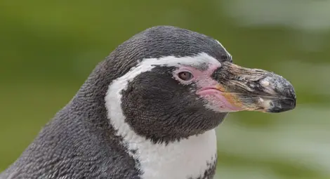 Изоставен пингвин се влюби в аниме героиня