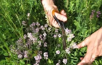 Тази нощ &ndash; навръх Еньовден, билките са най-лековити