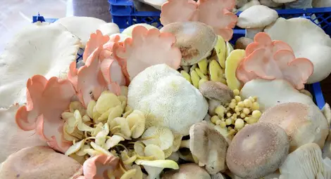 Гъби на самураи и гейши растат в красенските пещери и халета