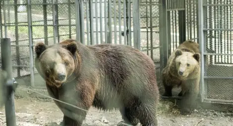 Мечките убиват за секс, ухажват с месеци и обичат оралната любов