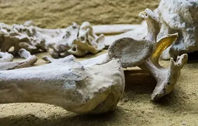 Откриха скелети на гигантски хора край Бургас