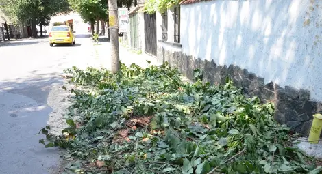 22-годишен любител на адреналина прекърши дърво по „Бозвели“ 22-годишен любител на адреналина прекърши дърво по „Бозвели“