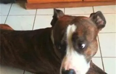 Мъж уби домашно куче пред деца