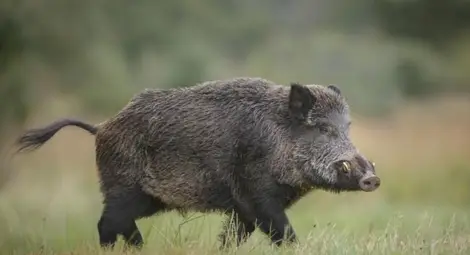 Груповият лов на дива свиня  остава забранен в Русенско