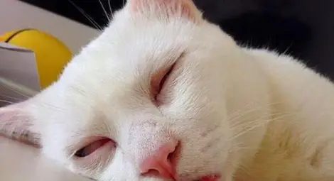 Kотаракът Альоша изпи три бутилки вино, махмурлукът му трая три дни