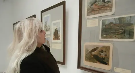 Над 80 прекрасни стогодишни акварела показват кукувици, чинки и косове