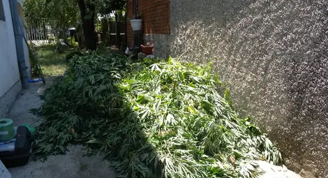 Наркодилър хванат с канабис за 200 000 лева