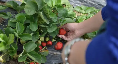 Интервюто с берачките на ягоди в Испания ще бъде в Разград