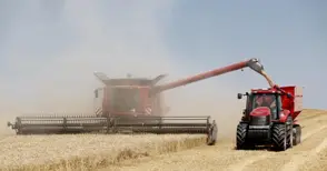 С добив на 650 кг от декар  започна жътвата на ечемика