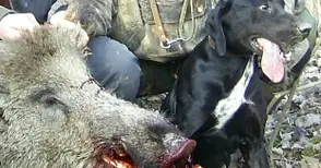 Хитри бракониери излизат на лов само с настървени кучета