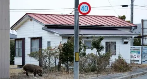 Диви прасета превзеха празните градове на японската префектура Фукушима