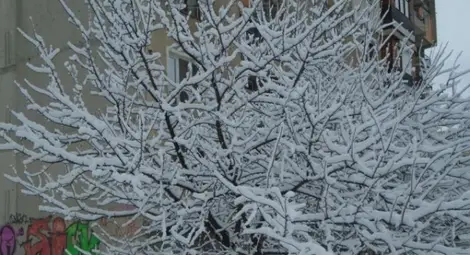 Сняг в цялата страна на Нова година Сняг в цялата страна на Нова година