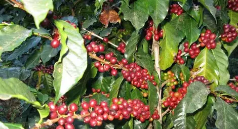 Изчезването на кафето и последиците от това