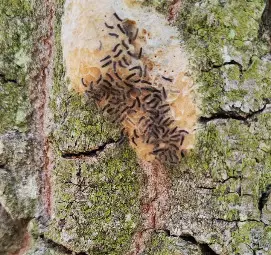 Горите на ДГС &bdquo;Сеслав&ldquo; са обработени срещу опасната гъботворка