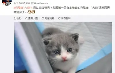 Първата клонирана котка в Китай вече факт