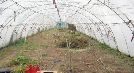 Чевръста баба си спретна градинка с канабис