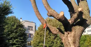 Режат над 5200 дървета, за да няма проблеми с тока