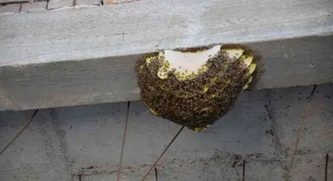 Недостроеното Доходно се превърна в Пчелина на Божко